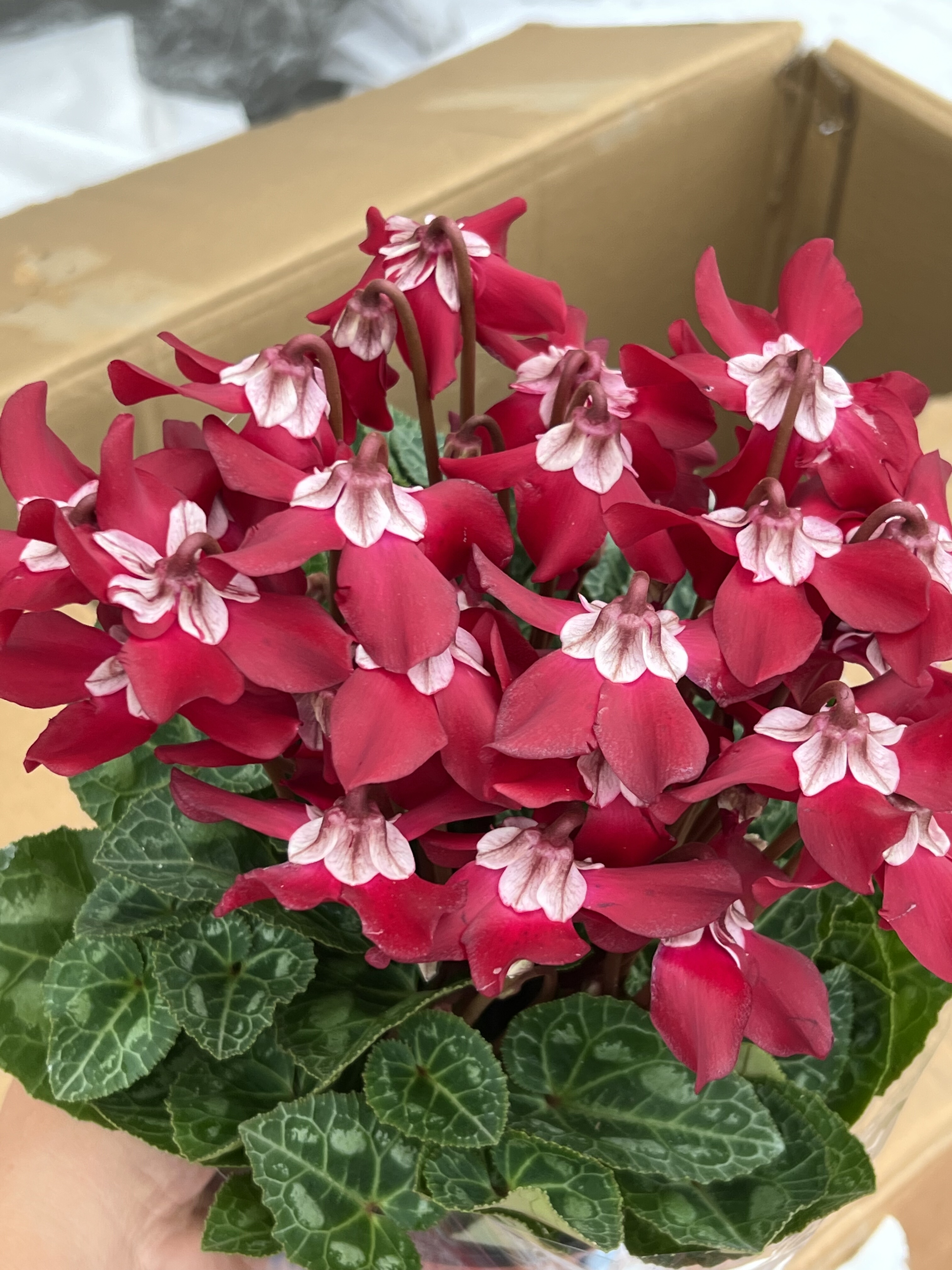 特级仙客来观背小花蝶衣室内盆栽植物花卉花量大花期长多年生