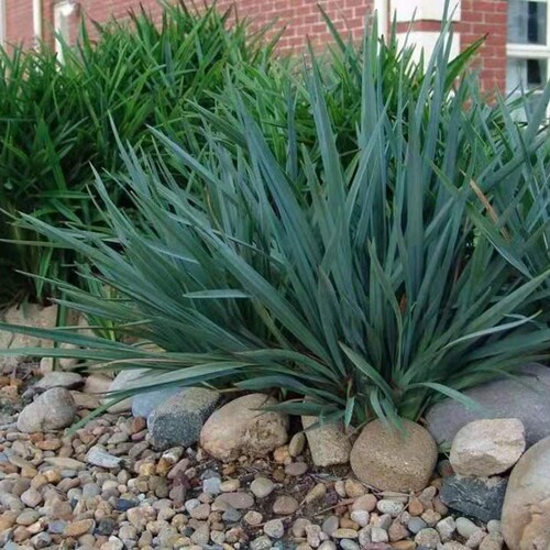 蓝色山菅兰乌托邦Dianella prunina ‘Utopia’ 盆栽常绿观叶5GL