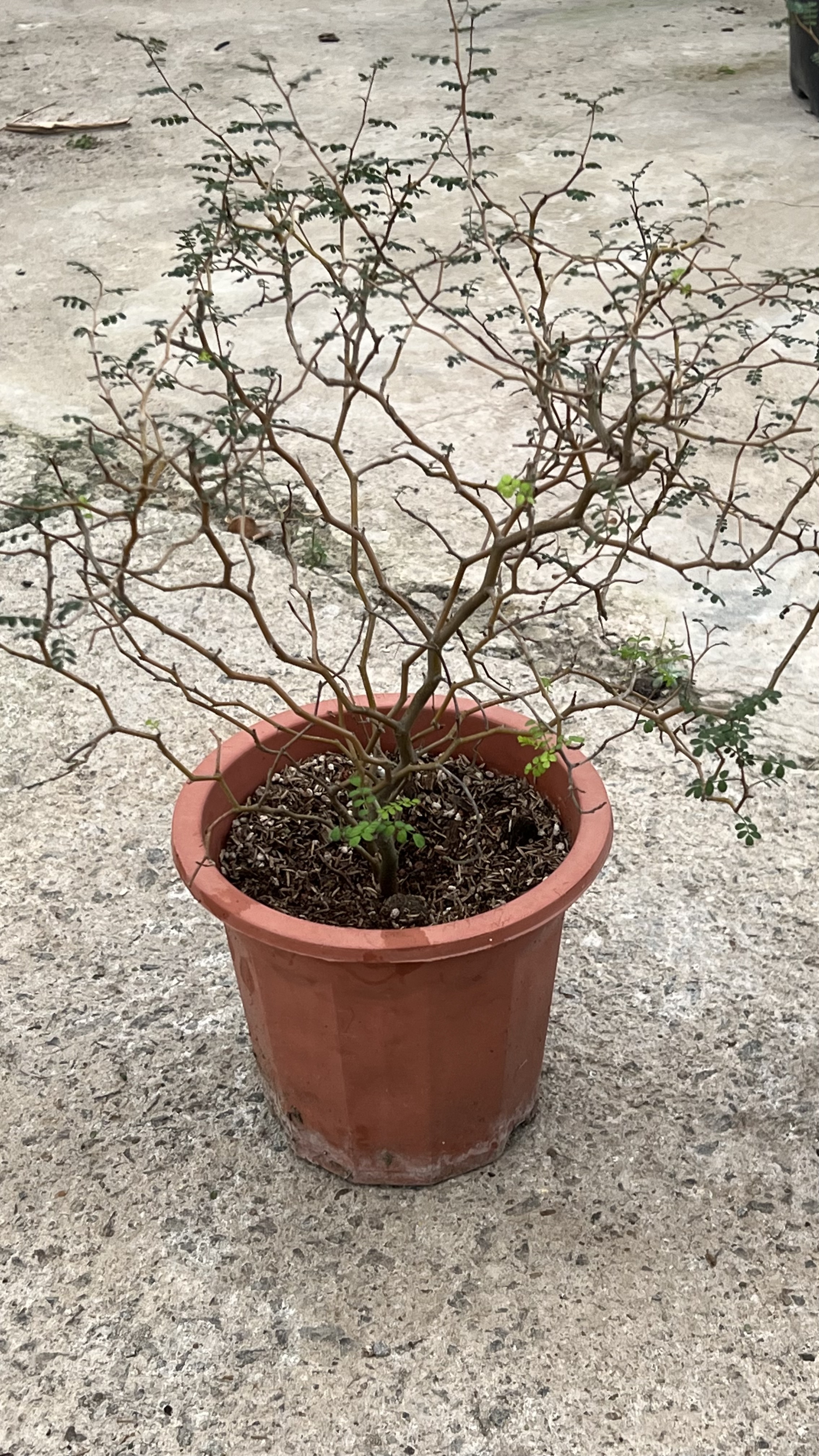 新西兰灌木童话树小男孩原生植物ins风格网红绿植新西兰刺槐图片