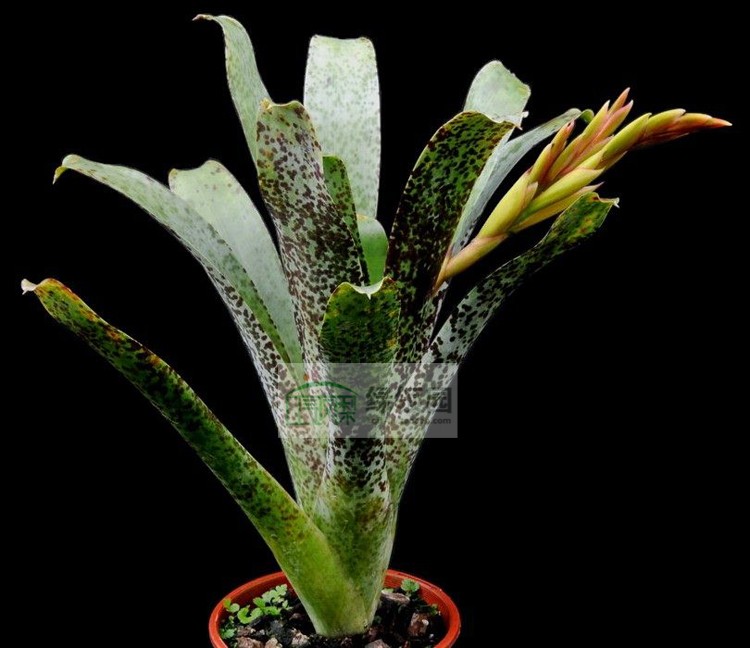 展示 空气凤梨 Tillandsia brenneri 血雨