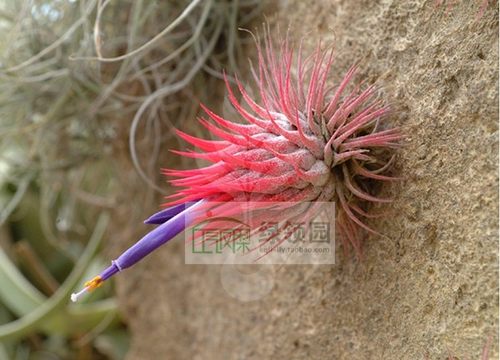 展示 Tillandsia Ionantha v Stricta 束花精灵 雨林版