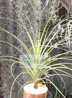 展示 空气凤梨 Tillandsia Juncea x Exserta 犹大×喷泉