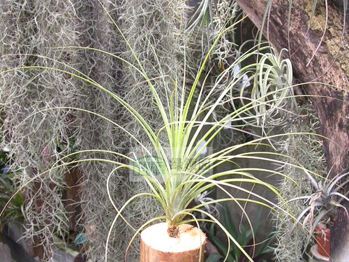 展示 空气凤梨 Tillandsia Juncea x Exserta 犹大×喷泉