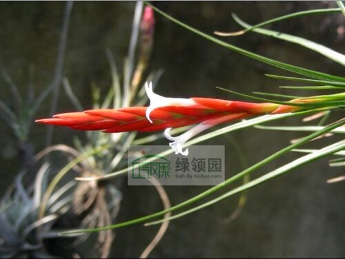 展示 空气凤梨 Tillandsia Caulescens 火炬 - 封面