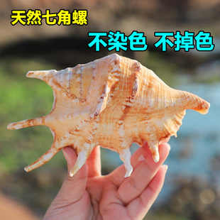 蝎子螺七角螺 海螺贝壳鱼缸水族装饰 18CM家居婚庆地台橱窗摆件