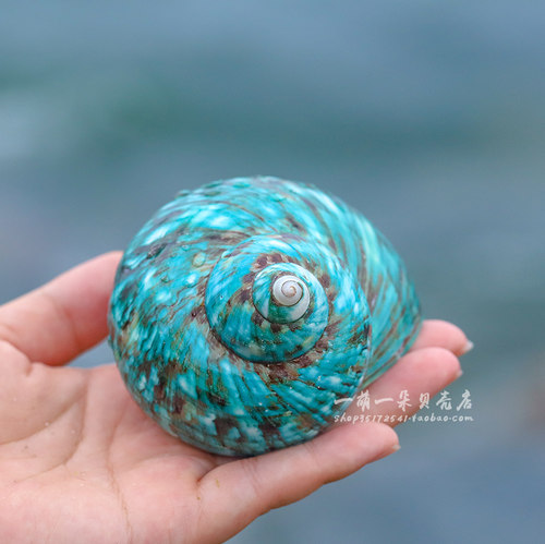 天然海螺贝壳超大绿螺水族鱼缸
