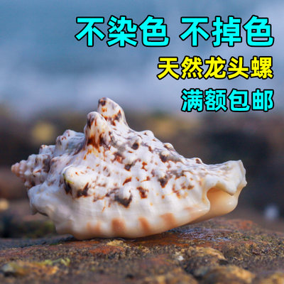 天然海螺贝壳手工鱼缸造景装饰