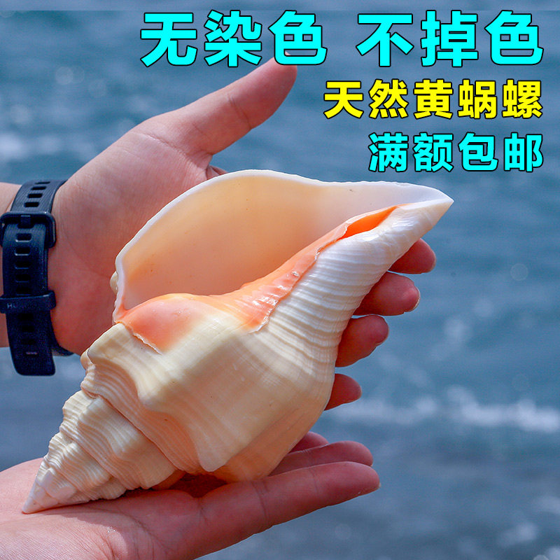 天然海螺贝壳印度鱼缸造景