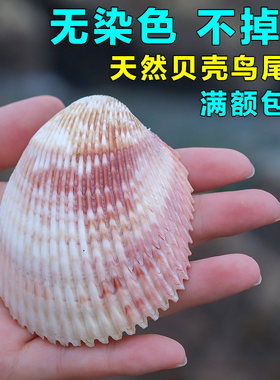 贝壳鸟尾蛤天然海螺大