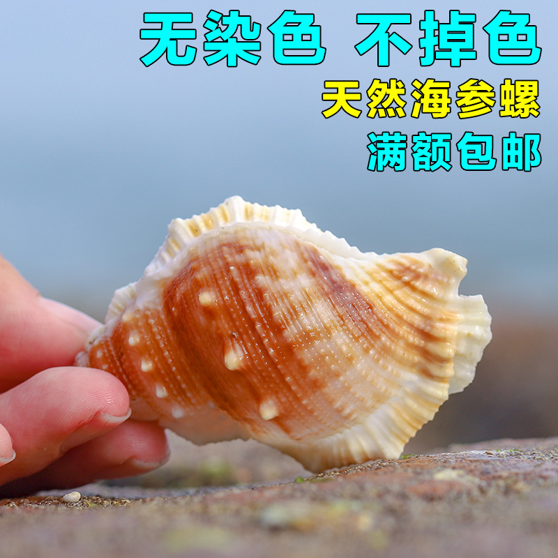 天然海参寄居蟹摆件贝壳螺壳