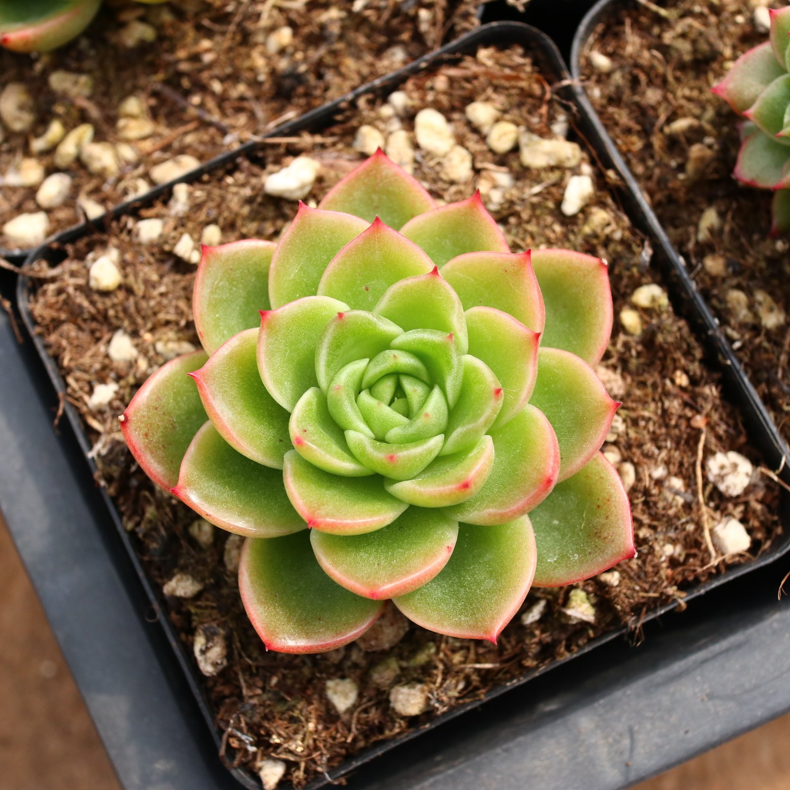 多肉植物冬云价格 多肉植物冬云图片 星期三