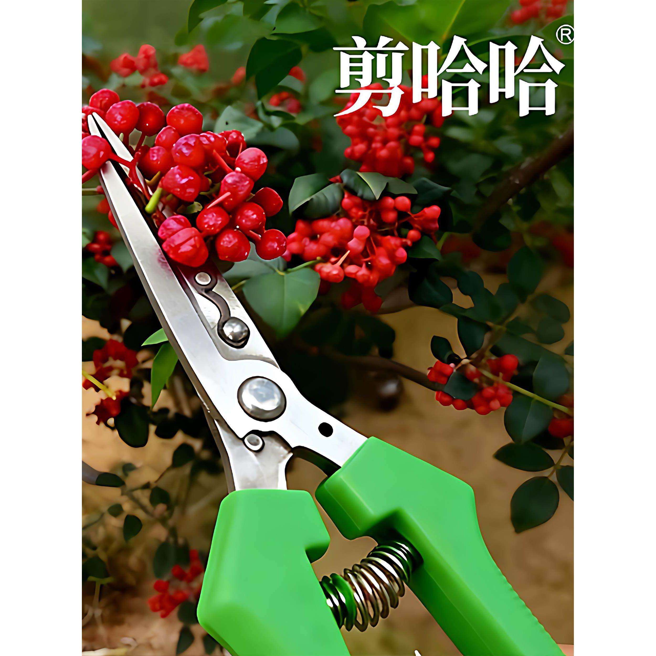 万能摘花椒剪刀摘花椒神器的正确手法图片，摘摘花椒电动工具图片