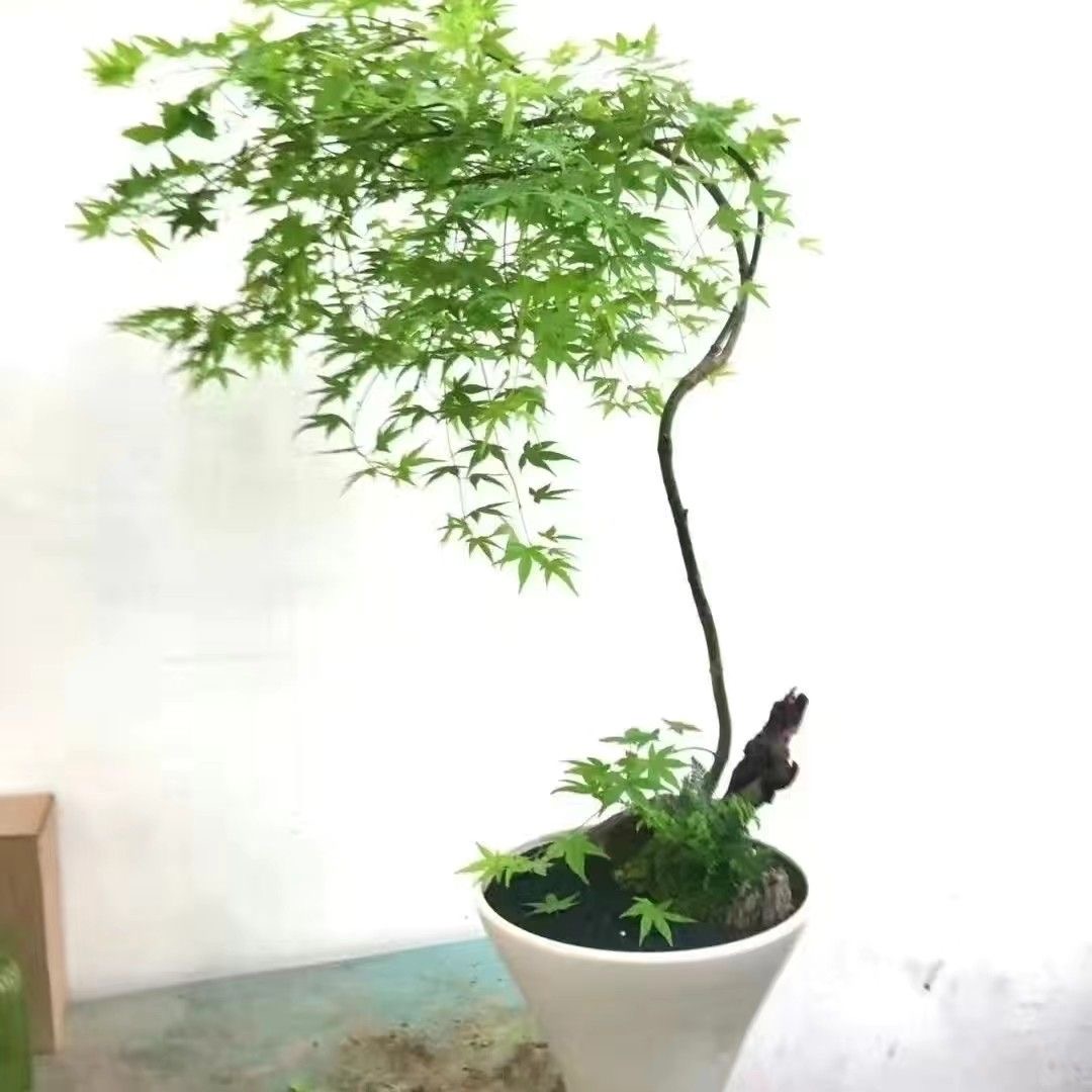 流泉枫盆栽自然美网红款