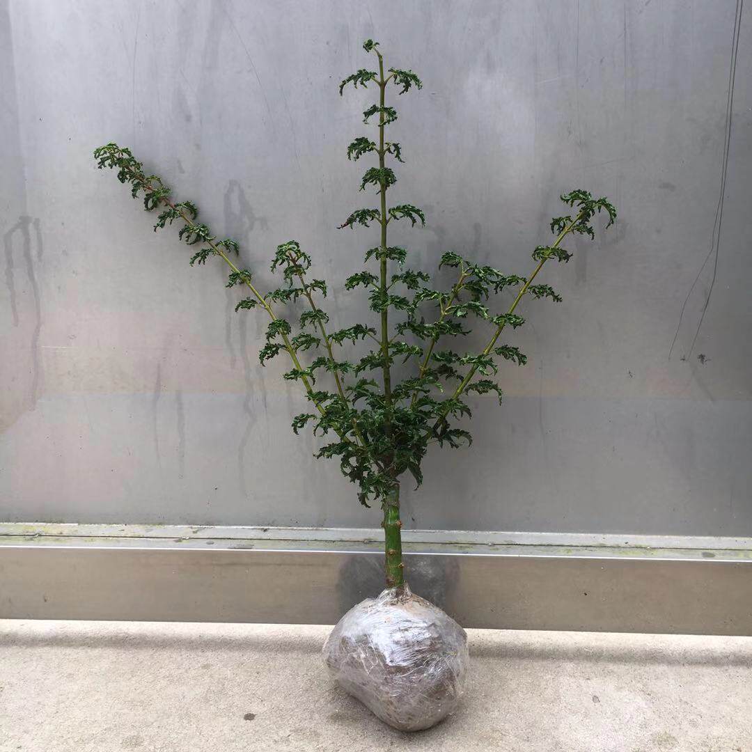 雄狮子头日本红枫狮子头枫树盆景盆栽庭院园艺植物枫树苗日本枫树