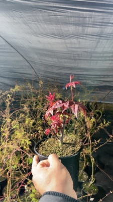 红枫小苗一物一拍