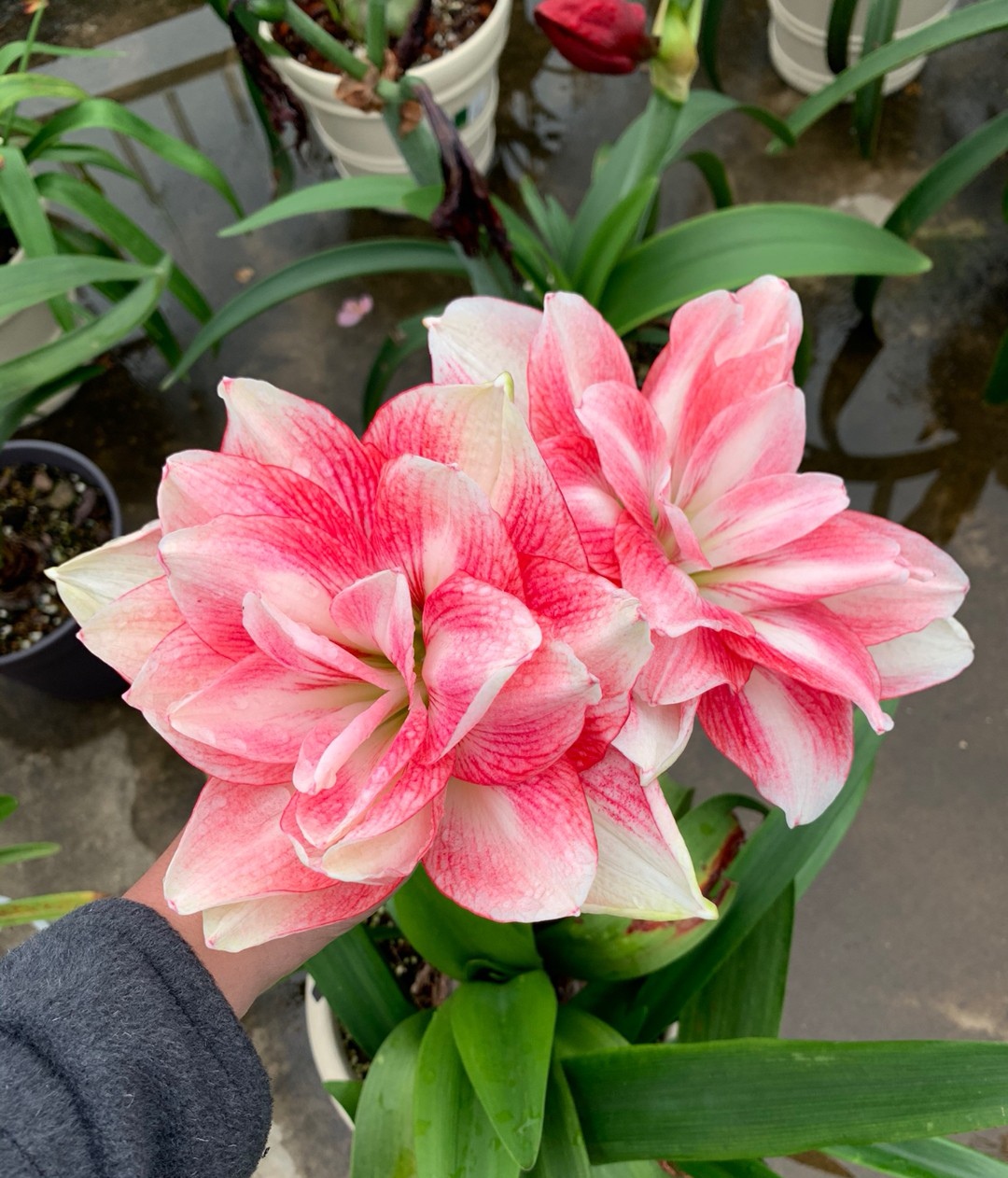 现货澳洲朱顶红蓝色蜂鸟
