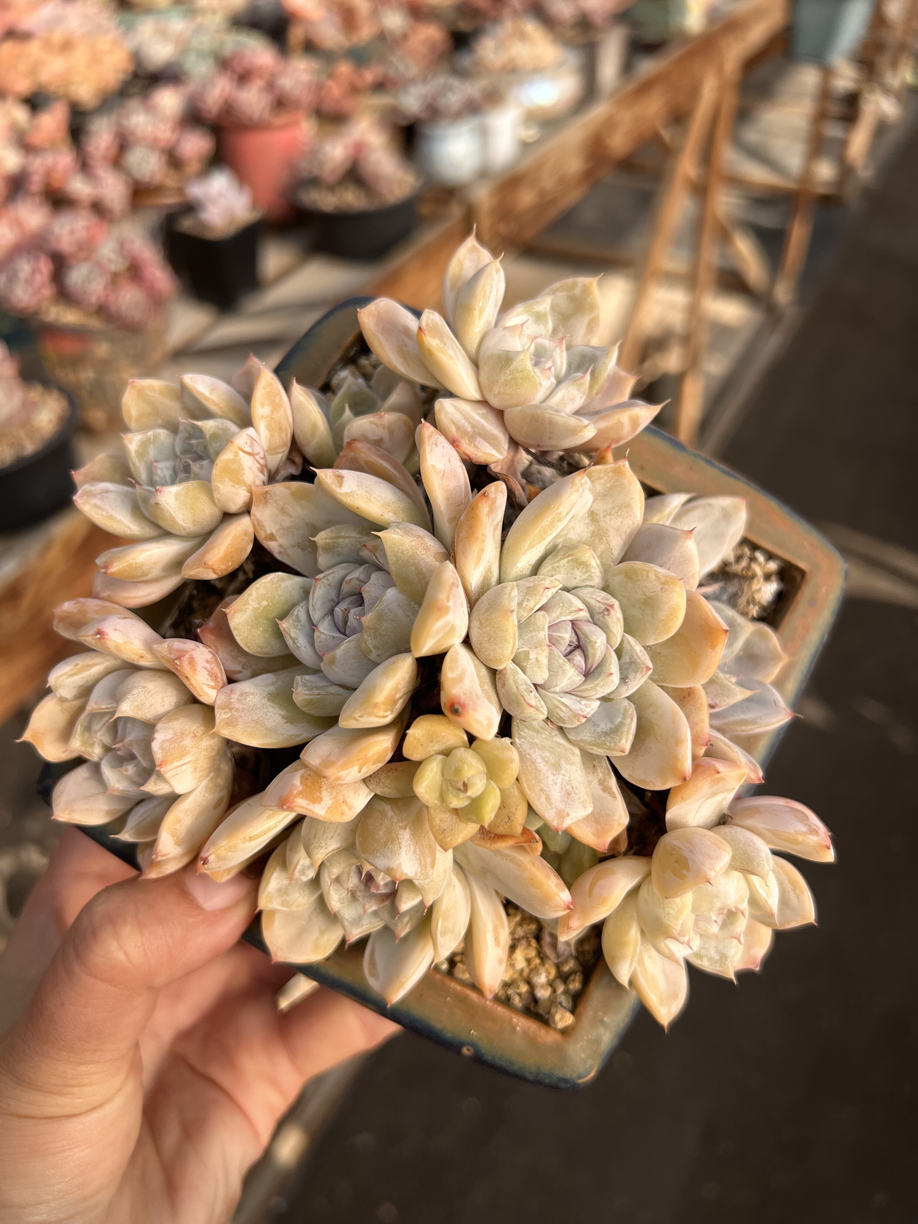 韩国汉堡群生无砍老桩汉堡群木杆子多肉植物