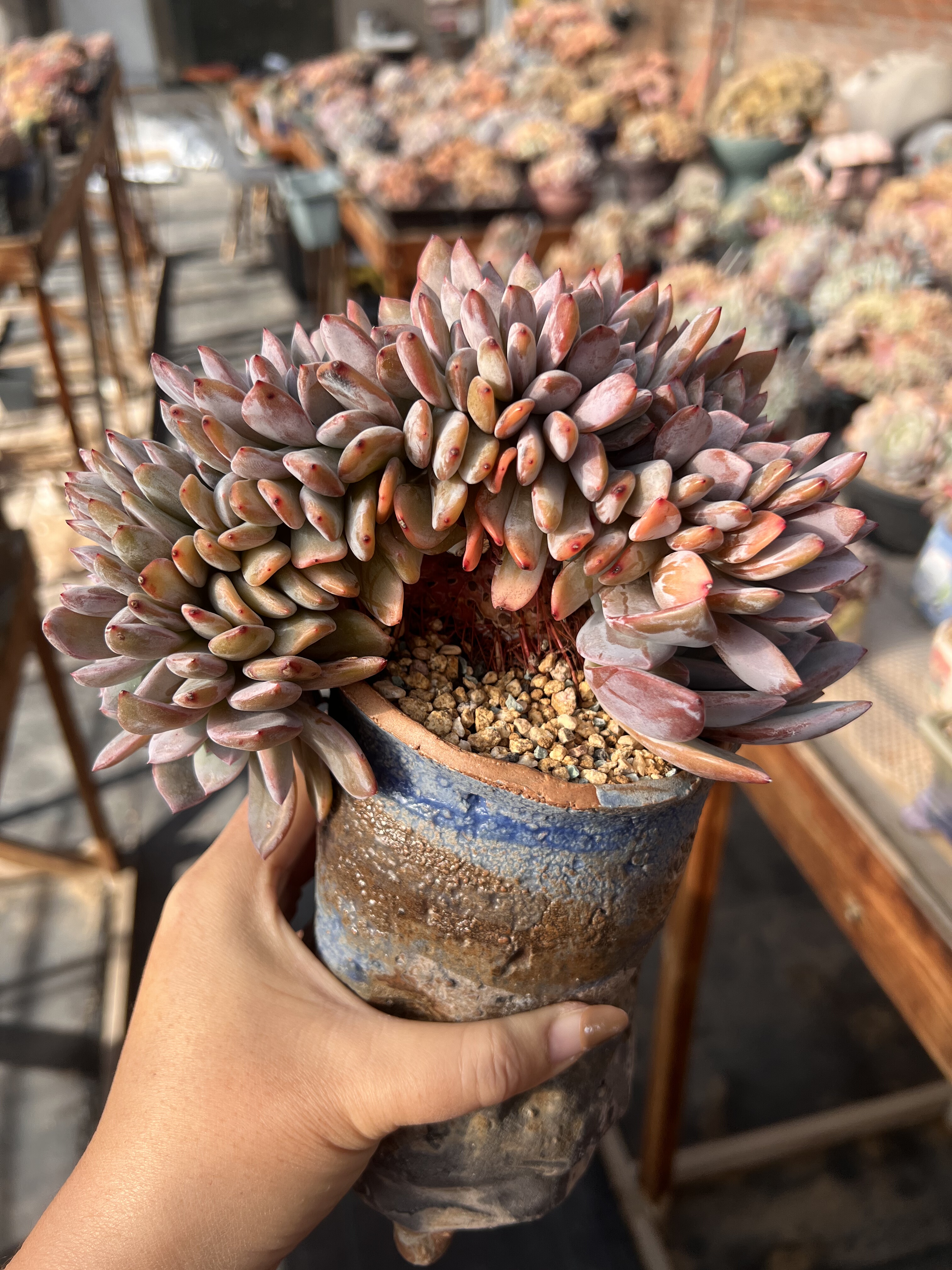 20厘米一字石榴籽星影树缀树老桩龙头造型星影缀橙梦露缀叶插