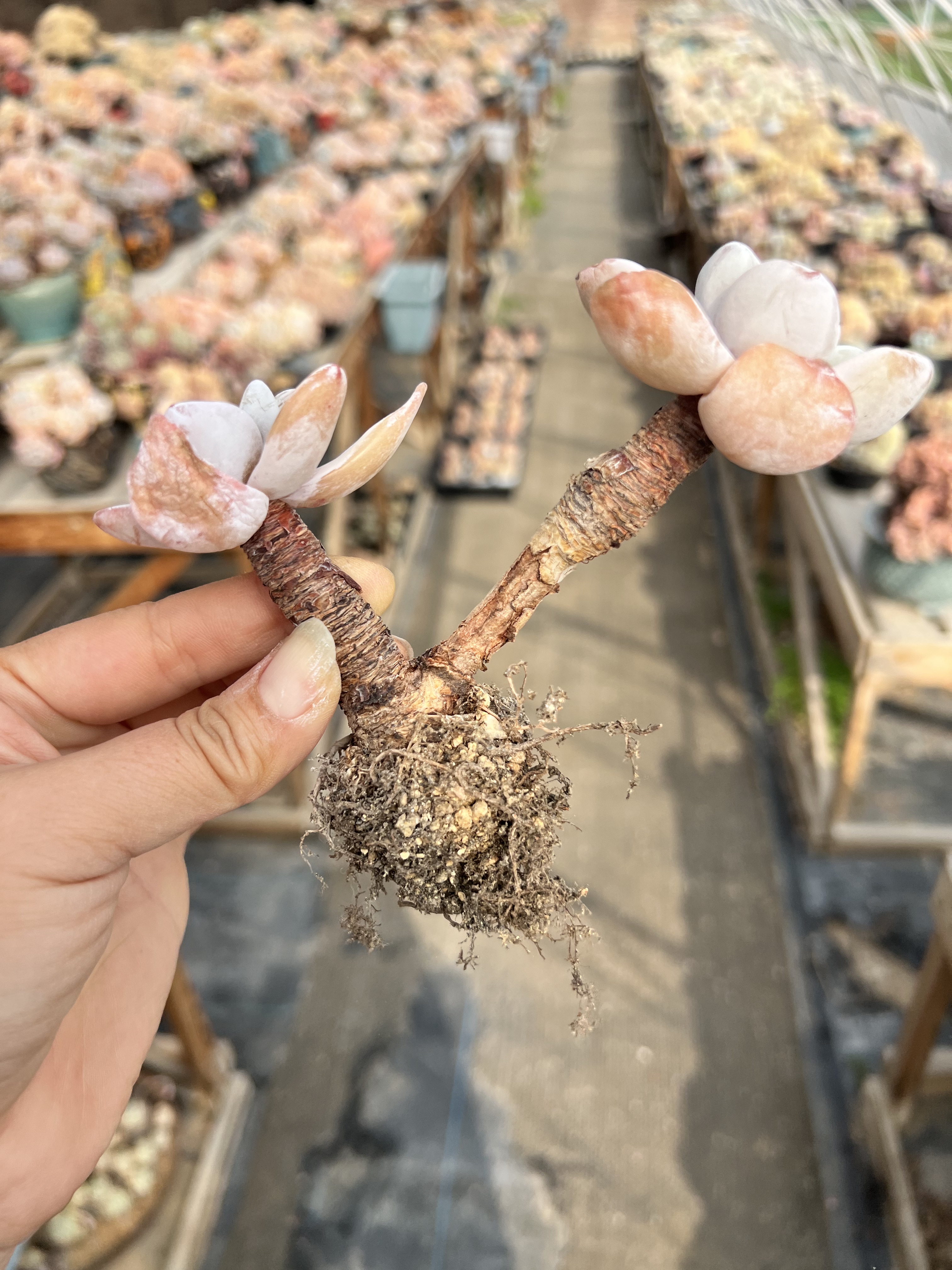 双头圆叶雪莲群生粉雪莲群生老桩多肉植物丸叶雪莲群长腿