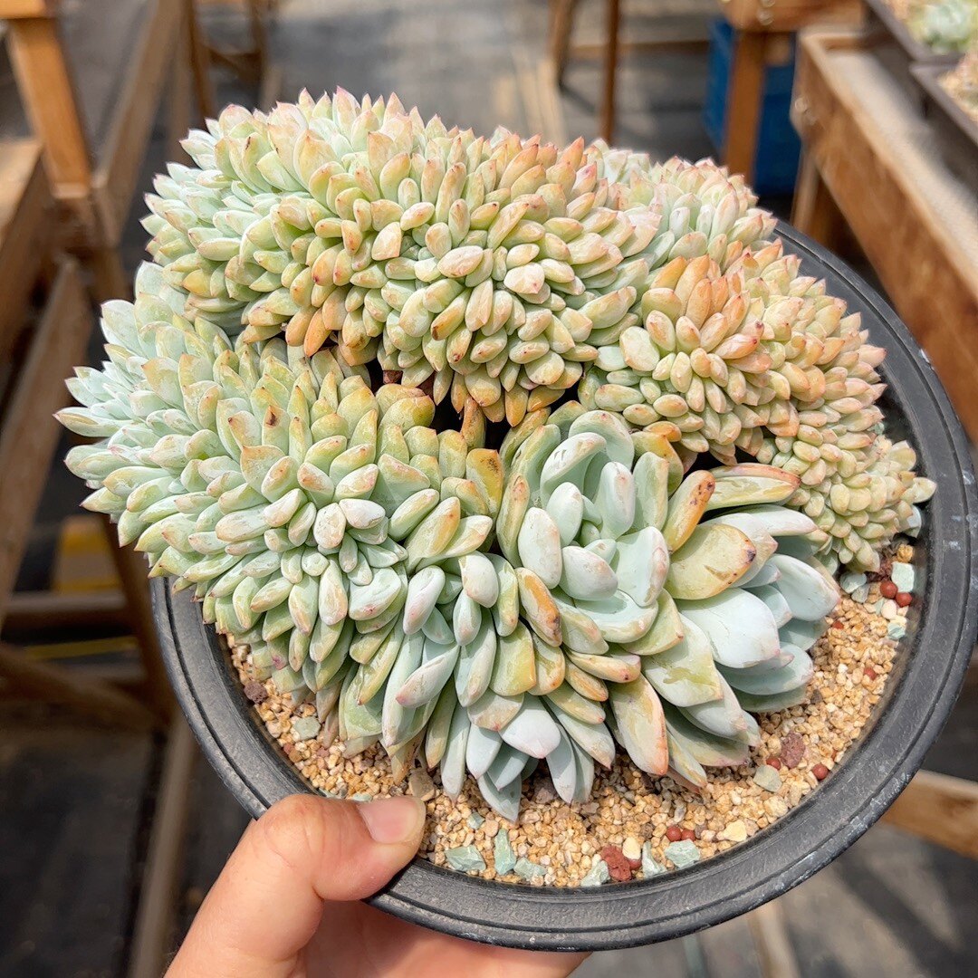 19厘米星影盘龙缀朵朵缀鸡腿