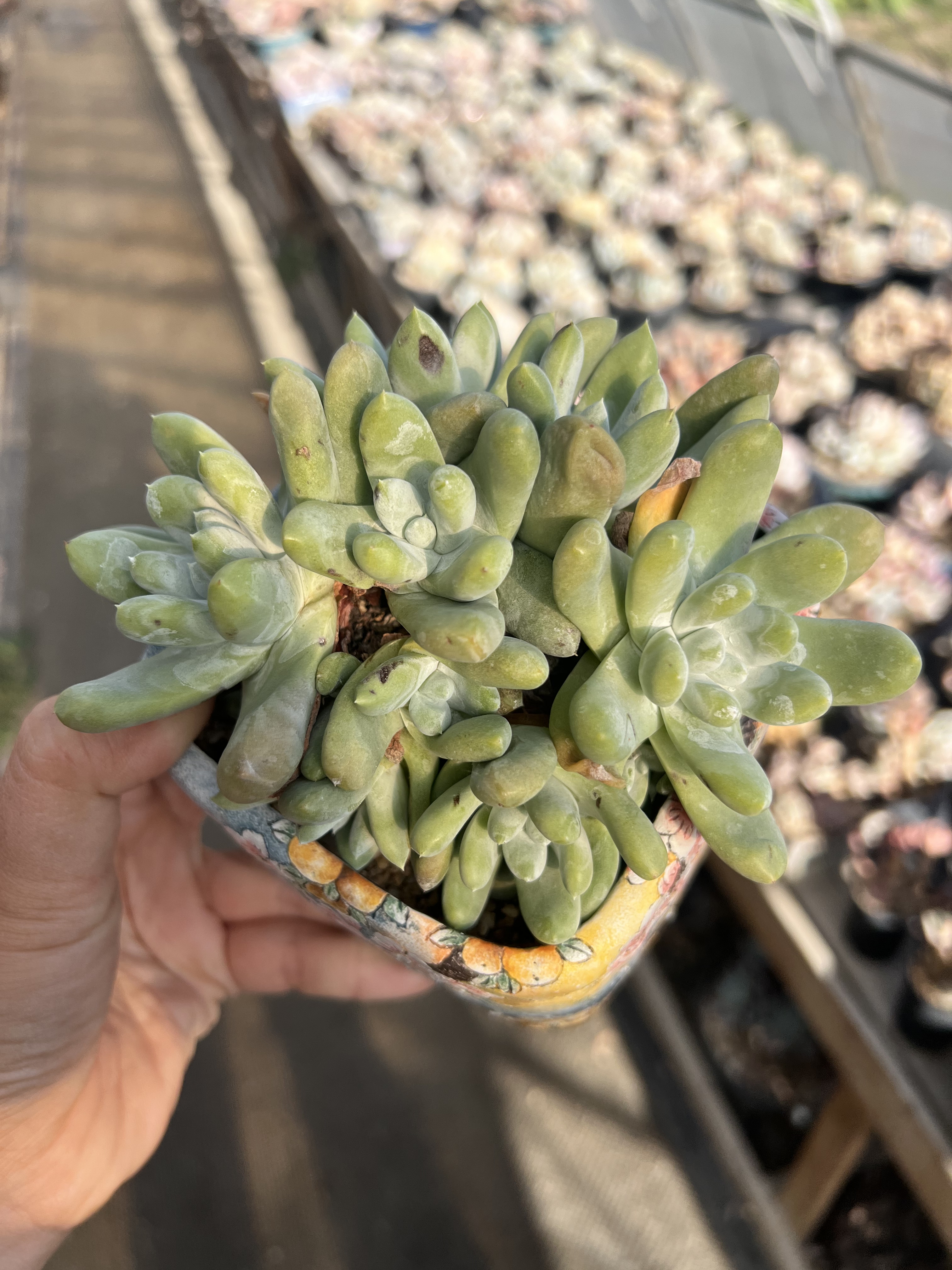 10头拇指仙女杯自然群生无砍老多肉植物