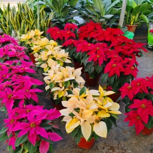 一品红盆栽四季红花卉植物室内圣诞花好养鲜花客厅阳台年宵花易活