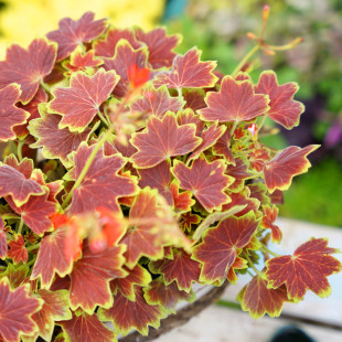 枫叶天竺葵盆栽花苗经典百年温哥华庭院阳台观花观叶四季花镜植物