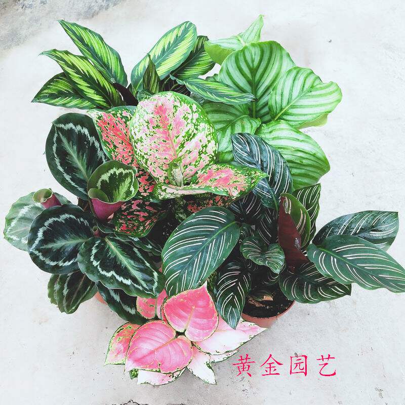竹芋力之星四季常青包邮花卉植物