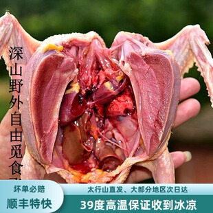 鸽子肉新鲜现杀土鸽子乳鸽笨鸽柴飞鸽老鸽深山野外自由觅食每只价