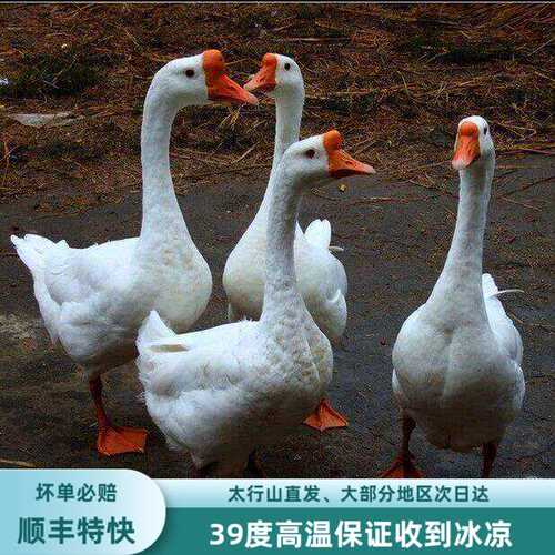 老鹅农家散养笨大鹅新鲜现杀整只