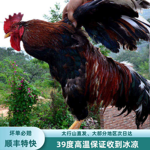 深山农户土鸡三年太行山老公鸡