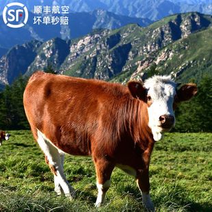 牛肉新鲜深山高海拔喝山泉纯吃草现杀黄牛肉生鲜牛排骨冷冻生牛肉