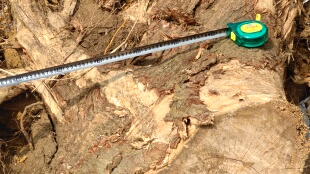 野生苦楝树灵气树根、需要的火速来、物流费自付