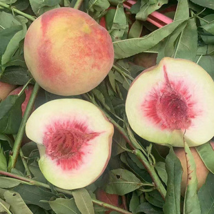 云南大理当季新品产地直发清香脆甜冬季桃子雪桃应季脆甜冬桃