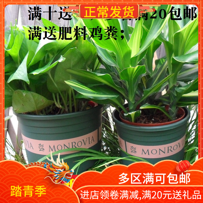 环球矮胖1.5加2.5加仑盆绿萝吊兰塑料浅型盆种菜种花月季多肉花盆