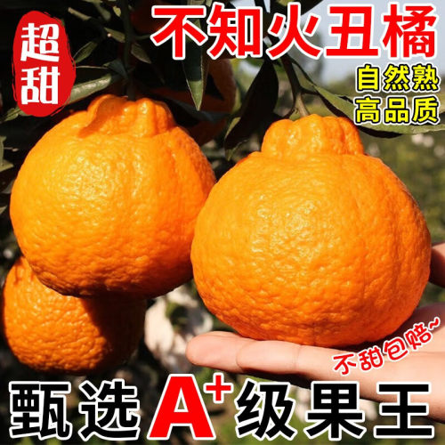 真·丑橘丨品质好货丨新鲜现摘
