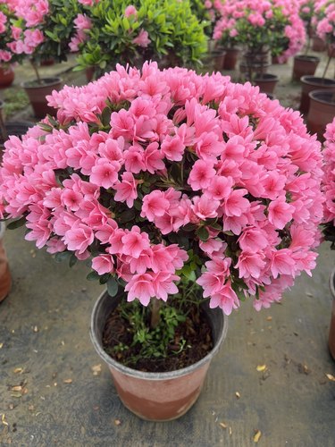 腊皮杜鹃粉妆楼耐寒好养多年生木本花卉