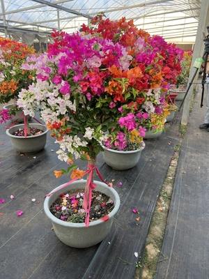 泰国五雀三角梅勤花好养原盆原土打木架发货包邮费