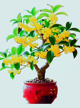 矮金桂花原生苗小盆景树一物一拍室内四季栽老桩造型天香台阁名贵