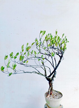 客厅栀子花老桩绿植树苗盆景一物一拍好栽活名贵大飘临水横枝海岛