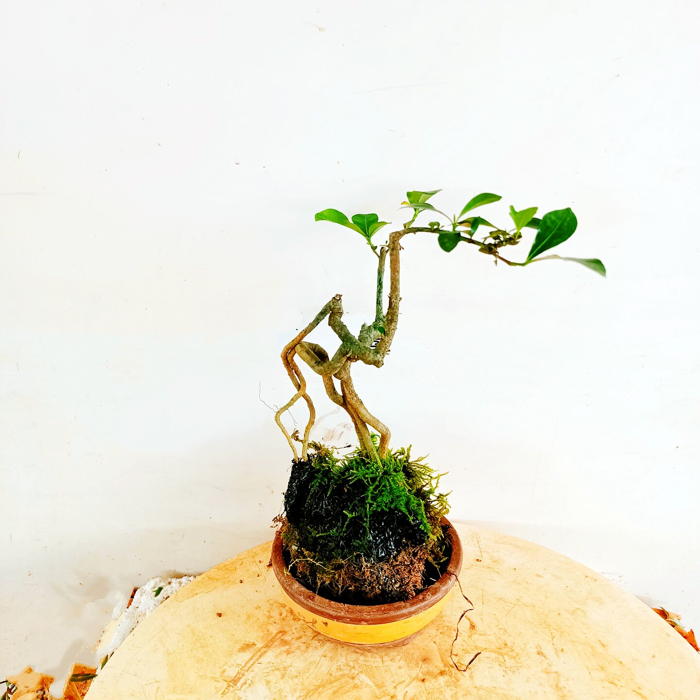 海岛栀子花老桩盆景一物一拍提根图片