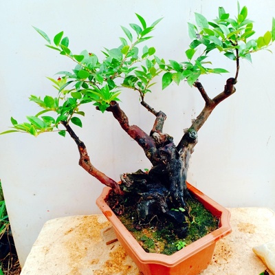 绿植花卉室内盆栽乌饭树苗蓝莓果