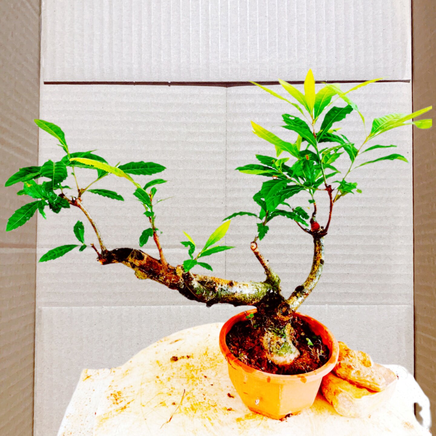 庭院室内盆景杨梅树老桩果苗原生造型栽植一物一拍可嫁接新品顺丰
