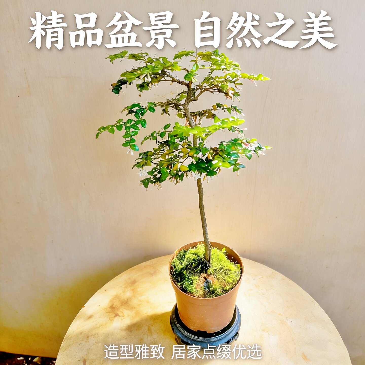 小叶虎刺盆景一物一拍庭院阴生植图片