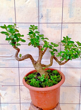 瓜子黄杨树苗盆景老桩一物一拍小精品花卉四季耐寒阳台栽矮霸绿植