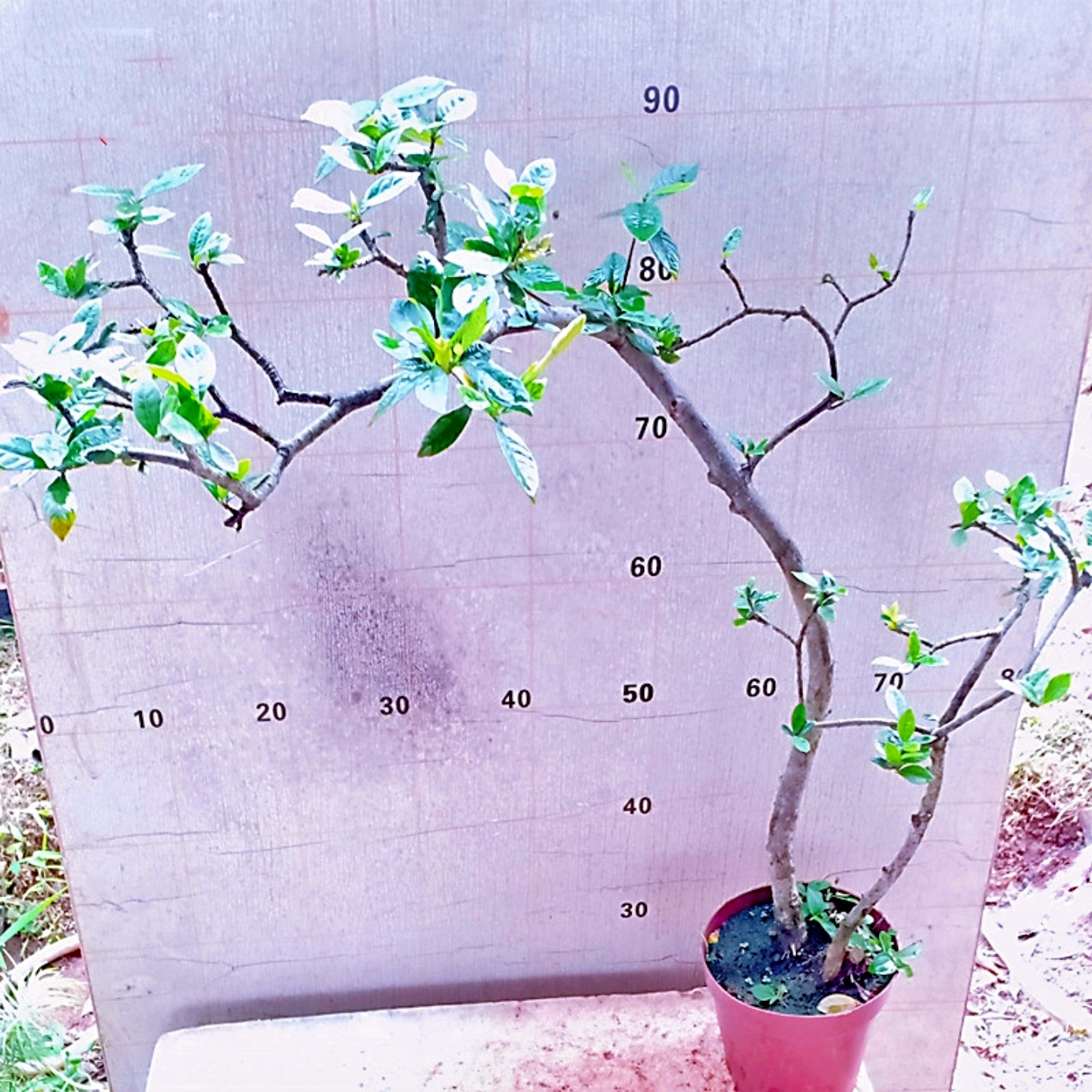 庭院老桩栀子花盆栽独杆阳台种花