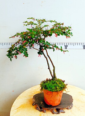 小叶虎刺盆景老桩造型室内植物好养精品苗矮霸栽生观果四季寿庭木