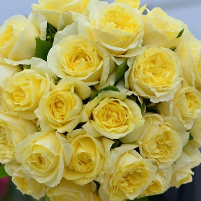 柠檬娜科德斯灌木月季ADR认证