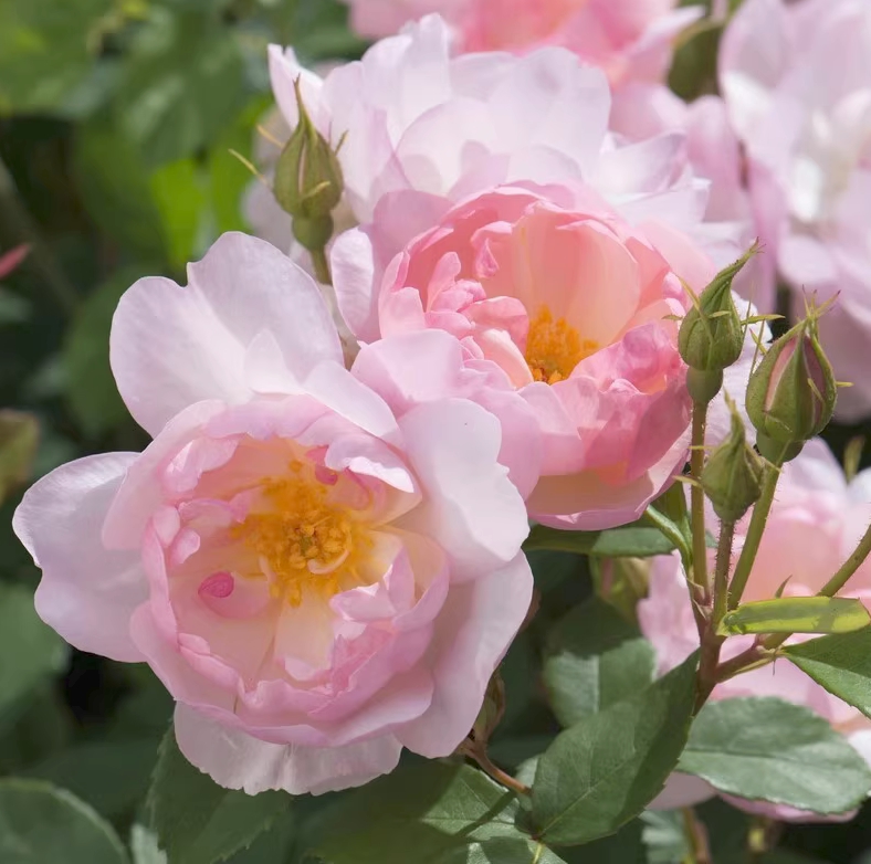 斯卡布罗集市奥斯汀灌木月季