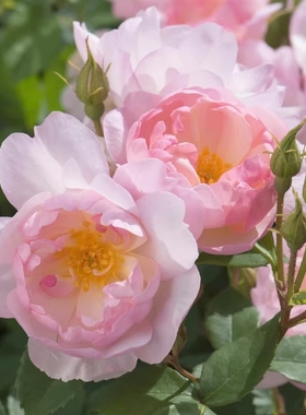 斯卡布罗集市  奥斯汀灌木月季 花量大分枝多 长势强抗病盆栽花卉